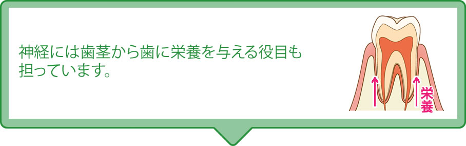 神経には歯茎から歯に栄養を与える役目も担っています。