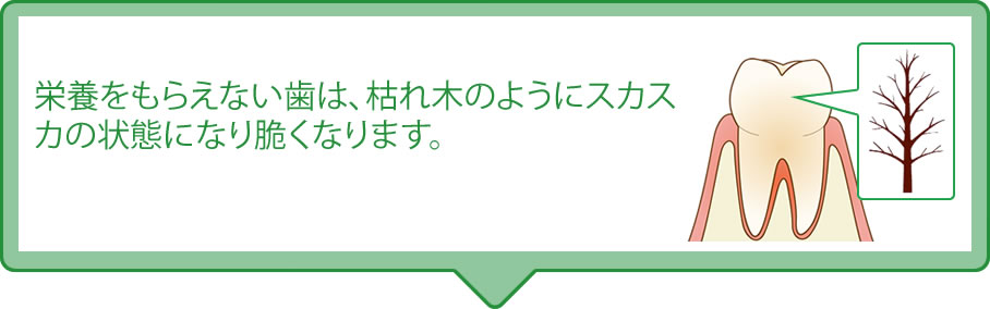 栄養をもらえない歯は、枯れ木のようにスカスカの状態に脆くなります。